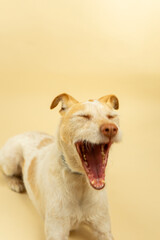Obraz premium Happy Dog Yawning Wide on a Beige Background