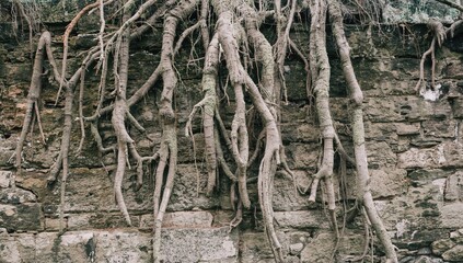 Ancient stone wall with gnarled roots and tree trunks in the background