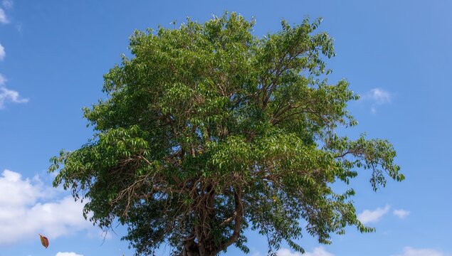 Spinosa Bucida Tree Species