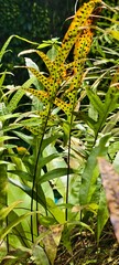 Obraz premium Monarch fern, also known as Phymatosorus scolopendria. This type of fern is often grown as a houseplant due to its unique appearance. 