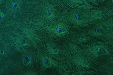 Obraz premium Close-up Details of Luxurious Green and Blue Velvet Feathers Background