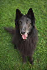 old black groenendael belgian shepherd dog sitting in grass looking happy