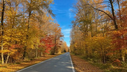 Sunlit empty pathway surrounded by towering trees in the woods during fall