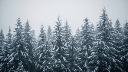 Snow-covered pine woods under a fierce blizzard. Majestic evergreens in sharp detail. Dark and moody scenic view. Charming countryside backdrop. A scene like a frosty fairy tale.