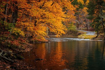 Obraz premium Vibrant yellow and orange fall foliage lining the riverside in a scenic natural setting