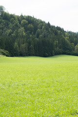 Green Meadow and Coniferous Forest, Natural Summer Landscape
