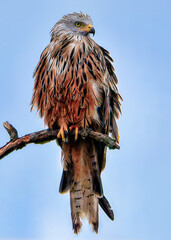 Red Kite (Milvus milvus) – Majestic Bird of Prey in Natural Light