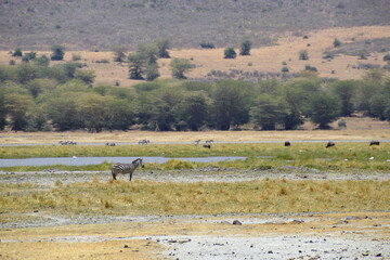 Africa, Tanzania, Ngorongoro, zebras with buffaloes