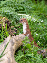 Weasel Alert on a Log