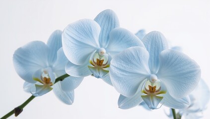 Stunning azure orchids against a plain white backdrop © NeuralNiche