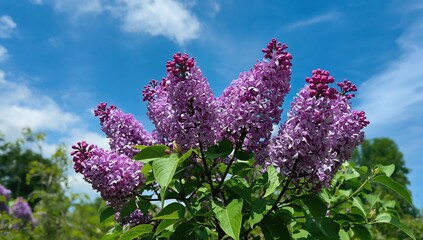 Obraz premium Blooming lilac in springtime under a clear blue sky, nature's beauty in full display