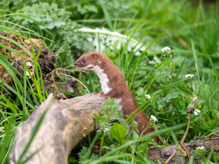 Weasel Alert on a Log