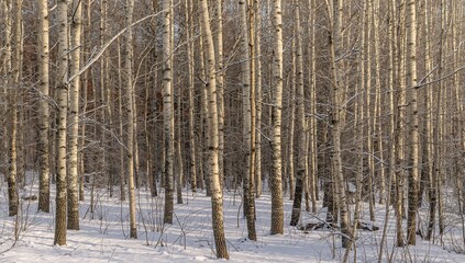 Fototapeta premium Dense branches of birch trees in a snowy forest during winter