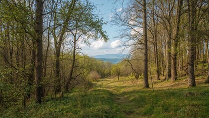Obraz premium Lush spring foliage in a dense beech woodland