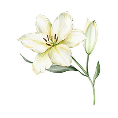 Watercolor illustration of white lily branch with green leaves and buds. Hand drawn isolated floral clipart. Symbol of purity and faith, ideal for Easter, wedding, memorial Christian design projects.