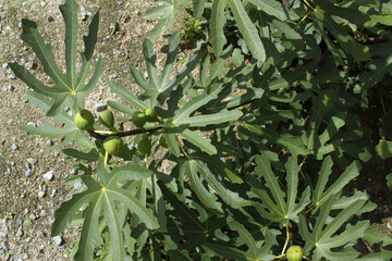 It is a fig tree with fruit.
