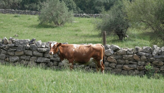 A Berrenda en Colorado breed cow stands by a rocky fence in a natural pasture. Eco-friendly extensive farming theme featuring family, nature, grass, scenery, livestock, dairy, greenery, agriculture,