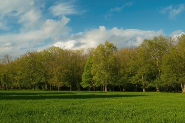 Fototapeta premium A lush grassy area within a recreational space