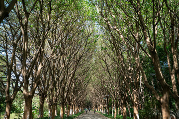 The lush trees on both sides of the highway