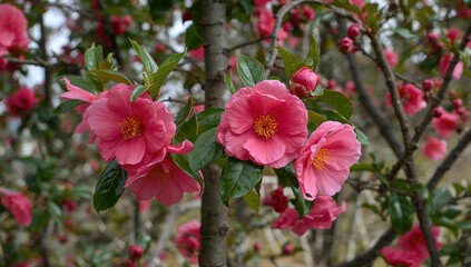 Obraz premium Vibrant red-pink blossoms with yellow stamens on a tree with lush green foliage; Japanese camellia species