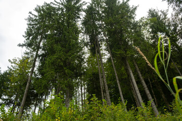 Tall Alpine Trees Seen from Below, Majestic Forest Perspective