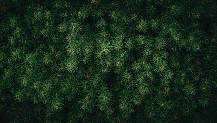 Single-species conifer from the cypress family with an autumn floral backdrop