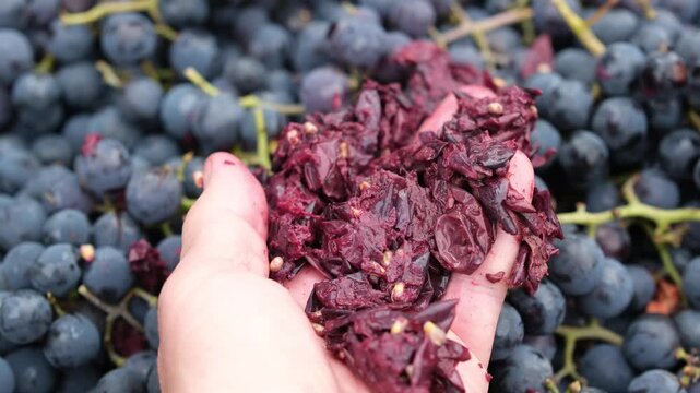 Grape Pomace in the Woman's Hand against a Purple Grape Background. Skins, Pulp, and Seeds of the Fruits. Wine-making Process.