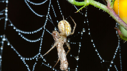 spider on web
