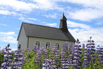 little wooden strandarkikja church on the south coast of iceland with purple lupin flowers in front