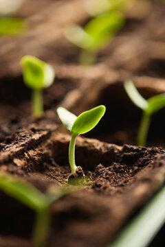 Close-up shot of young plant seedling inside plastic container