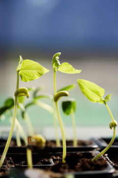 Sprouted microgreens in plastic container