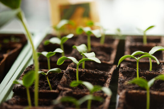 Young plants arranged in plastic containers
