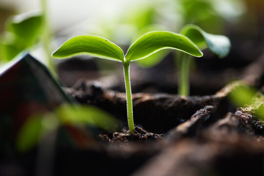 Close-up of young plant germinating in soil