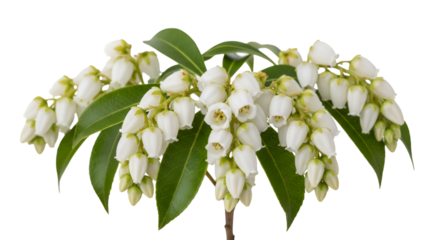 Stock photo title suggestion: White lily of the valley flower blossom isolated on a spring branch in macro closeup