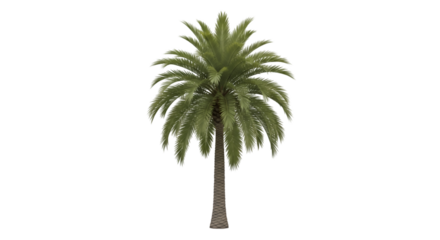 Green tropical palm tree with leaves and trunk isolated on a white background for summer travel and nature concepts