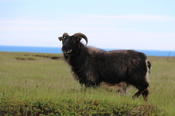 majestic black horned sheep standing in a meadow with a bokeh backdrop of the ocean and the pale sky