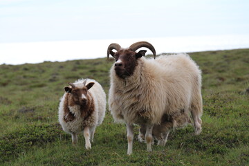 mother sheep with lamb standing on a grassy hill