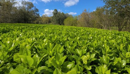 Vibrant green foliage thriving under sunlight outdoors
