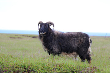 majestic black horned sheep standing in a meadow with a bokeh backdrop of the ocean and the pale sky
