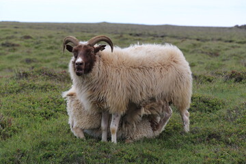 mother sheep with lamb standing on a grassy hill while the lamb is suckling milk