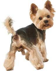 Yorkshire Terrier turning head with playful curiosity and charm. Concept of pet communication, awareness, animal photography for web, editorial, and marketing visuals. Transparent background
