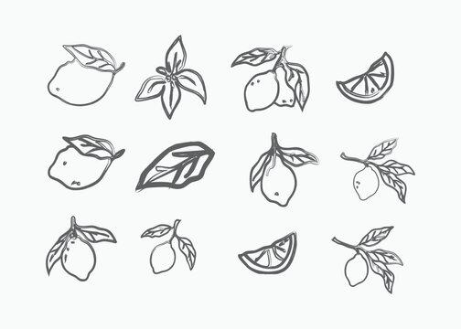 Hand-drawn sketchy lemon fruits and leaves collection for fresh and zesty designs vector