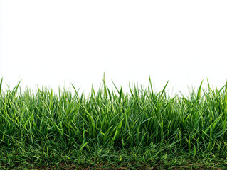 Fototapeta premium green grass blades against a stark white background creating a clean border
