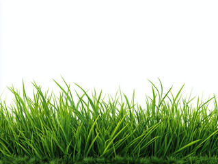 Obraz premium A close up shot of vibrant green grass blades against a stark white background in a nature scene