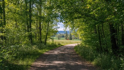 Fototapeta premium A trail through the woods - lifestyle journey