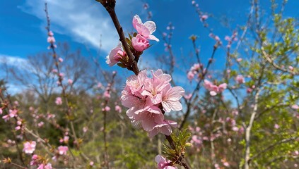 Springtime scene with blooming cherry flowers and clear sky