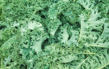 Close up photo of freshly cut and washed organic kale, selective focus.