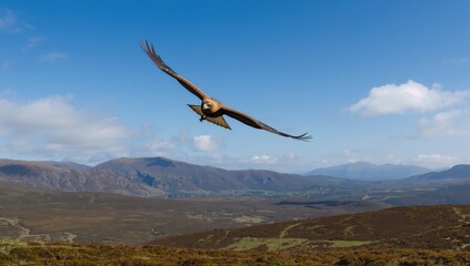Fototapeta premium Aquila chrysaetos soaring through the sky in a mountainous region