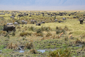 Africa, Tanzania, Ngorongoro, wild animals variety