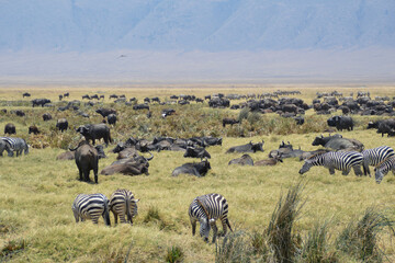 Africa, Tanzania, Ngorongoro, wild animals' harmony